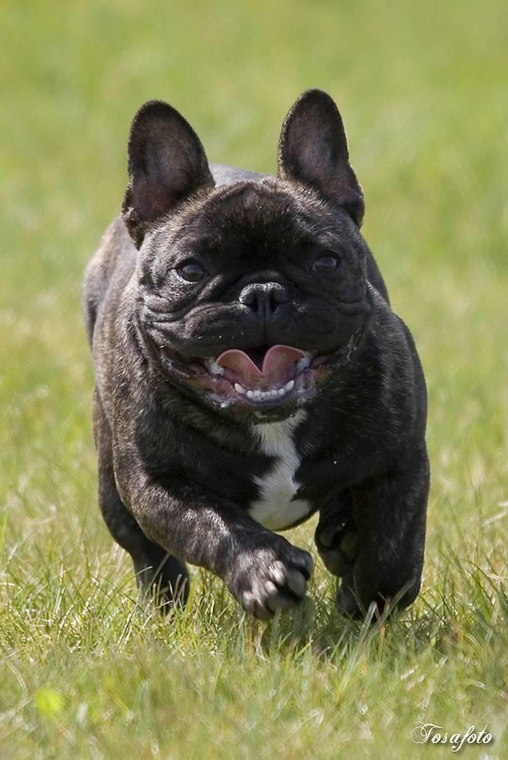 Fransk bulldog Chef D Òeuvre  ( Louis ) - min skønne dreng Louis billede 15