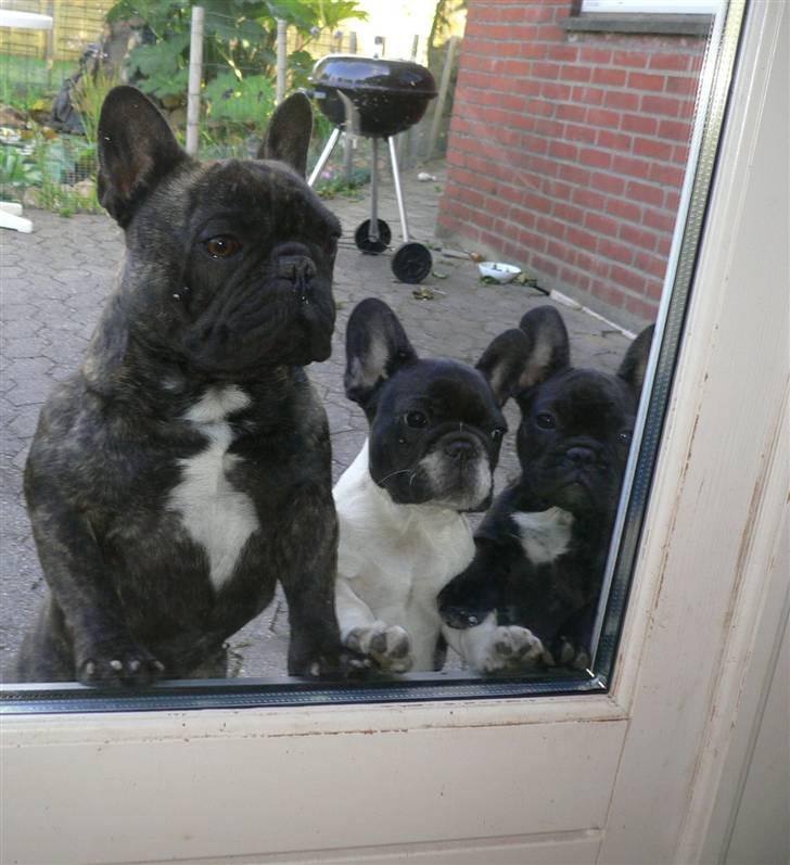 Fransk bulldog Chef D Òeuvre  ( Louis ) - NYT...Hov hov du.. kan du lige lukke os ind, vi gider da ikke stå herude hele dagen billede 16