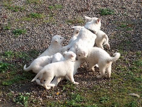 Hvid Schweizisk Hyrdehund Oscar (Himmelhund) - Billeder fra kennel .  billede 6