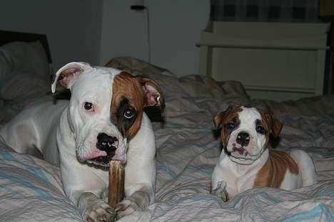 Olde english bulldogge Østergårds Boris - de nyder hinanden og et ben  billede 12