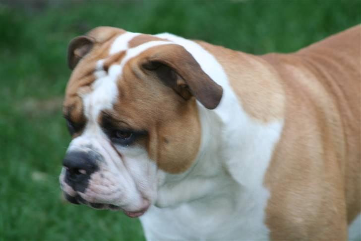 Olde english bulldogge Østergårds Boris - feb08* så smuk så smuk billede 13