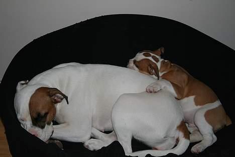 Olde english bulldogge Østergårds Boris - dec06 de er jo slet ikke til at stå for :o) billede 14