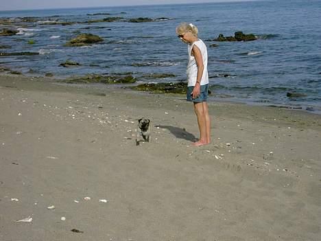 Mops Mulle - Mulle og mor ved middelhavet... Han var med på ferie i spanien.....costa del sol... billede 12