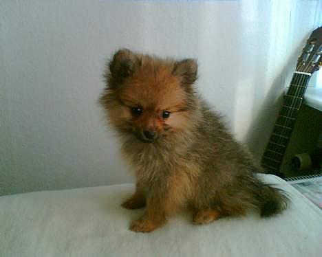 Pomeranian Ariel - her har vi lige hentet hende 12 uger gammel. billede 1