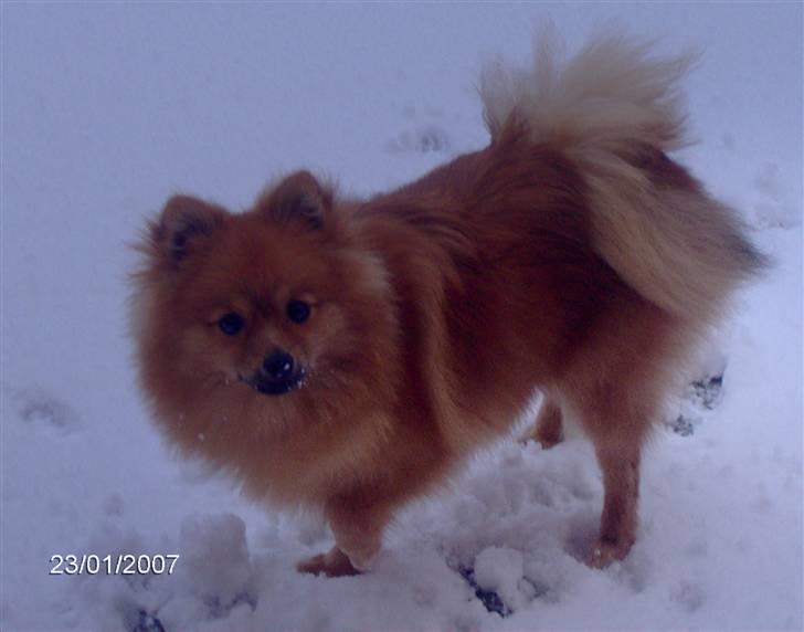 Pomeranian Ariel - jubiiiii sne er lækkert billede 2