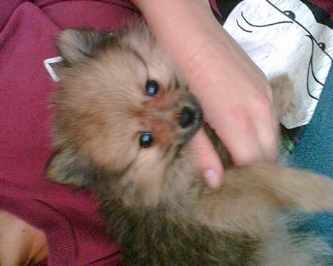 Pomeranian Ariel - hun var meget putte-syg som lille billede 3