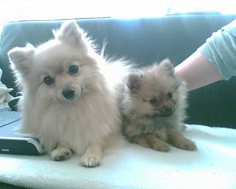 Pomeranian Ariel billede 4