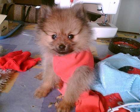 Pomeranian Ariel - hendes første trøje...(det passede hende ikke helt at have den på) billede 5