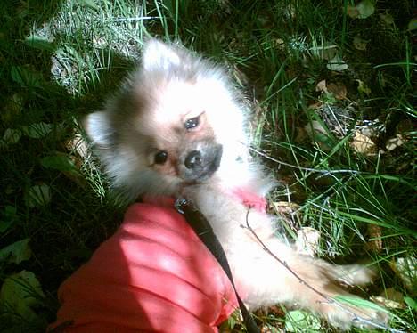 Pomeranian Ariel - her nyder hun den dejlige sol efter en lang gå tur. billede 6