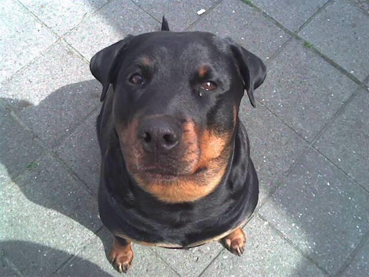 Rottweiler Kakestto's Cheetah *RIP* - Velkommen til Min Profil:) billede 1