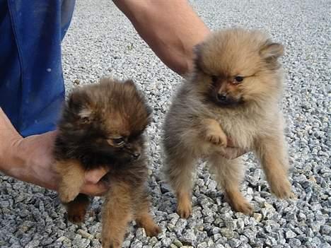 Pomeranian Ariel - det er hende til højre. den anden er hendes søster billede 7