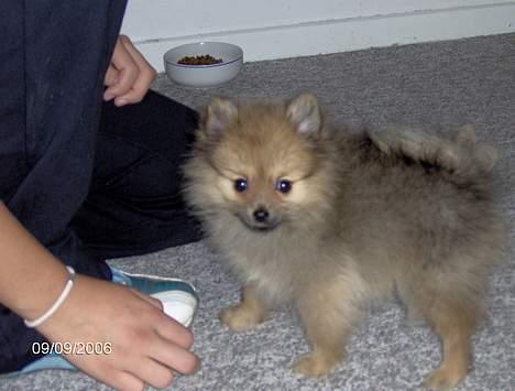 Pomeranian Ariel billede 8