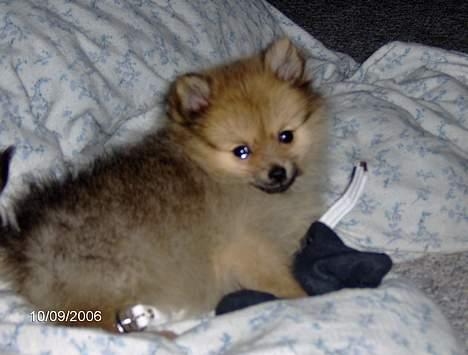 Pomeranian Ariel - lige vågnet efter en god lur. billede 9