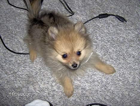 Pomeranian Ariel - i fuld firspring billede 10