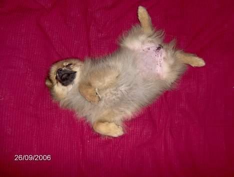 Pomeranian Ariel - det bare det bedste i verden at slappe den i mor og fars dyner billede 11