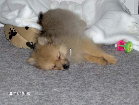 Pomeranian Ariel - her er hun faldet om efter en god leg.... hun ligger altid på kryds og tværs af alt. billede 12