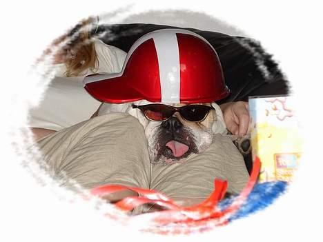 Engelsk bulldog Diva - Man er vel lækker :) billede 19