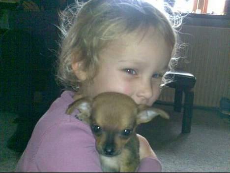 Chihuahua Cato - Min dejlige hund Cato sammen med min kusines datter Amalia.Cato er her 8 uger billede 2