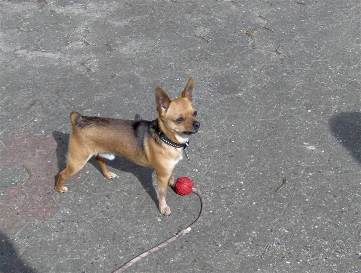 Chihuahua Cato billede 3