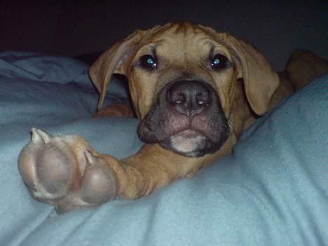 Blanding af racer Rex - Rex: Er, som de fleste ved, det latinske ord for "kongelig" og her viser Rex, hvorfor han har fortjent præcis det navn!!! billede 1