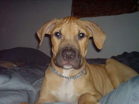 Blanding af racer Rex - Sagde du mad, far? billede 2