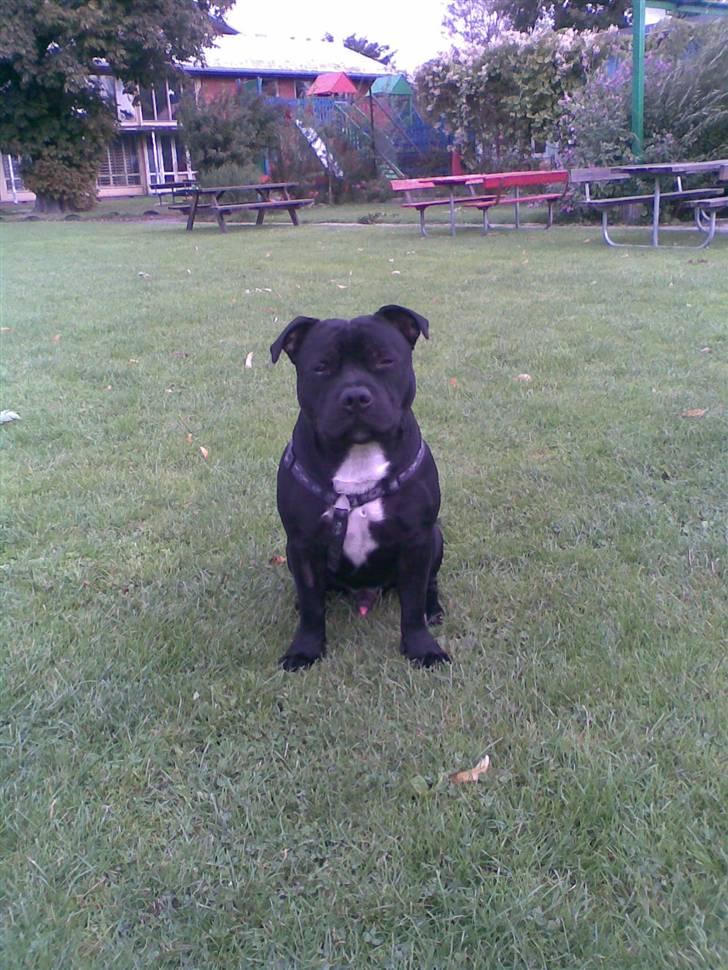 Staffordshire bull terrier Eddie billede 2