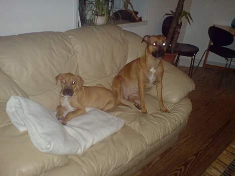 Blanding af racer Rex - Rex og plejemor Cleo billede 3