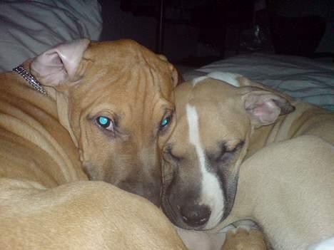 Blanding af racer Rex - Min elskede søster Victoria, hende passer jeg ALTID på!!! billede 4