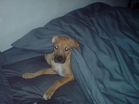 Blanding af racer Rex - FAR! Det er koldt og jeg kan altså godt holde mig lidt endnu... billede 5