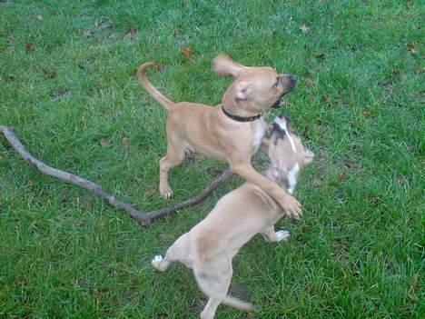 Blanding af racer Rex - Kan du ikke forstå, når jeg siger det er MIN pind!!! billede 6