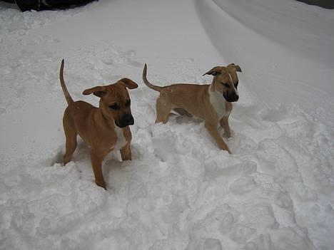 Blanding af racer Rex - Hvorfor kigger i sådan på os alle sammen, har vi gjort noget forkert? billede 7