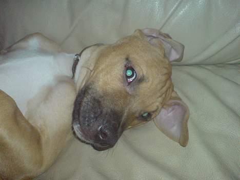 Blanding af racer Rex - Min faster siger jeg ligner Pluto, ja hvis i spørger mig, syntes jeg det er noget pjat! billede 8