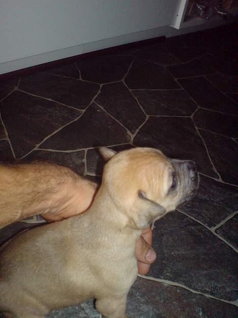 Blanding af racer Rex - Rex 3 uger præcis... billede 9