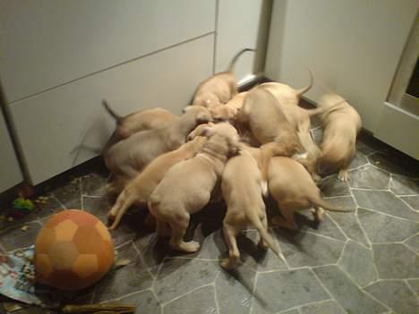 Blanding af racer Rex - Rex spiser middagsmad ...med sine 11 søskende!!! billede 10