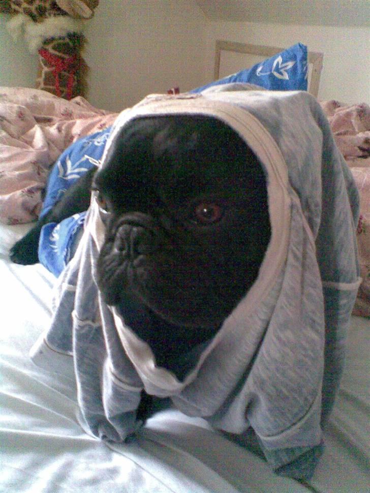 Fransk bulldog Adonis Kinibox [LOTUS] -  - Foto: Alex Larsen billede 2