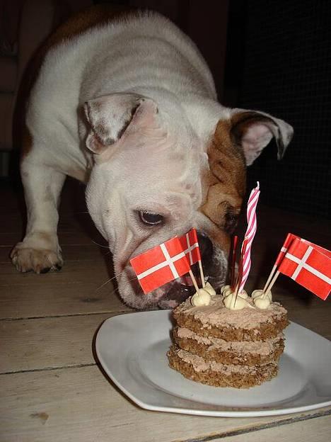 Engelsk bulldog Diva - "Det er godt nok den underligste hundekiks jeg nogensinde har fået" billede 20