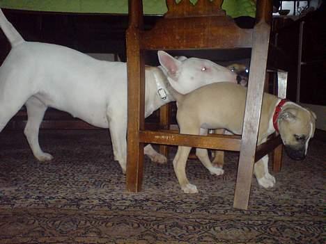 Blanding af racer Victoria - Victoria gider ikke at lege mere med farmor og farfars 8 mdr. gamle Bull Terrier Zezza... billede 4