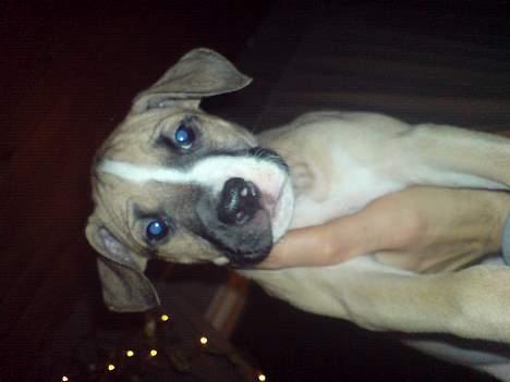 Blanding af racer Victoria - Målt, vejet og fundet HELT rigtig! billede 5