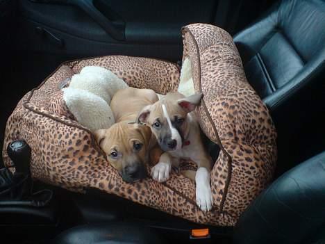 Blanding af racer Victoria - Min bror og jeg er lige vågnet, efter middagslur i fars bil mens han er på arbejde... billede 6