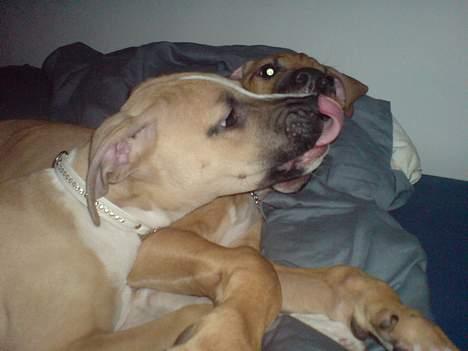 Blanding af racer Victoria - Min krumme på næsen og ikke din Rex, desværre..! billede 7