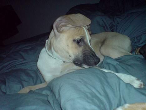 Blanding af racer Victoria - "Hva´ sagde du om mit øre"??? billede 8