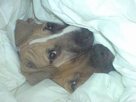 Blanding af racer Victoria - "Nej, lad os være, vi leger hule"! billede 9