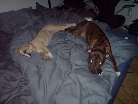 Blanding af racer Victoria - Plejestoresøster Neo og lille jeg tager en slapper efter et par timer i fuld action.. billede 10