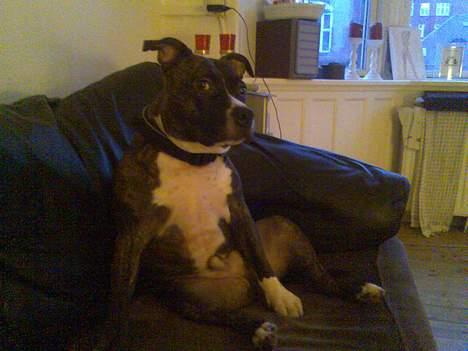Staffordshire bull terrier Batman * R.I.P *  16/2-07 - Sidder lige og ser TV.. billede 3