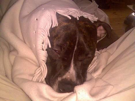 Staffordshire bull terrier Batman * R.I.P *  16/2-07 - Sov sødt billede 4