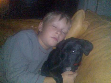 Xoloitzcuintle Mia - Hedehusets Kahlua billede 6