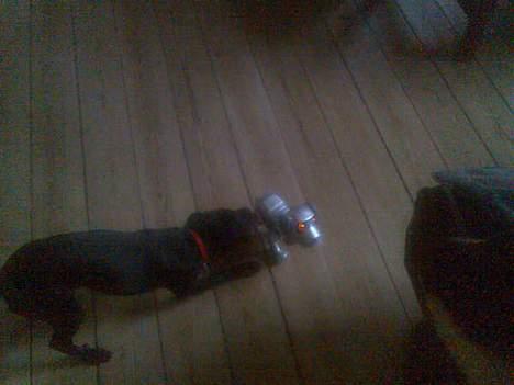 Xoloitzcuintle Mia - Hedehusets Kahlua billede 7