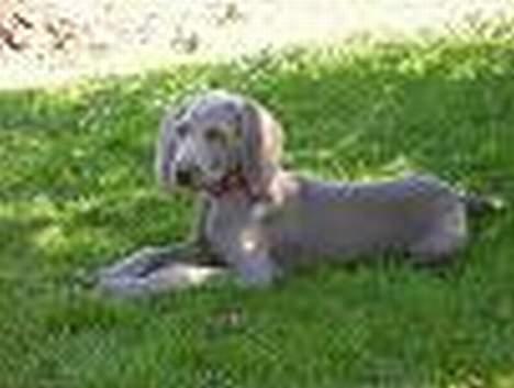 Weimaraner sønderskovens Diya billede 12
