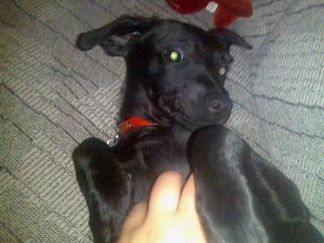 Xoloitzcuintle Mia - Hedehusets Kahlua billede 8