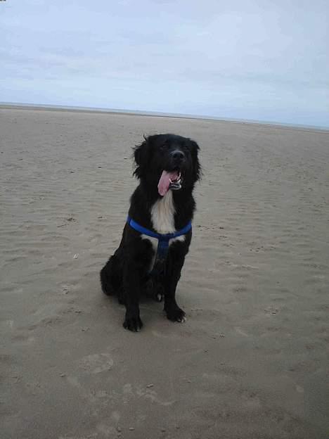 Blanding af racer Bella - Bella på rømø billede 14